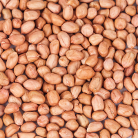 Groundnut