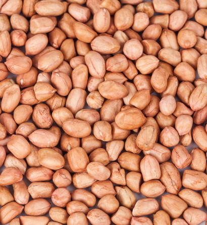 Groundnut